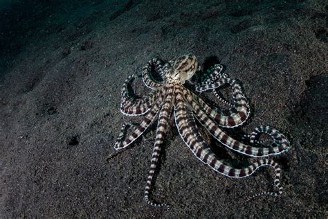 mimic octopus stingray|Mimic Octopus: Habitat, Description & Fun Facts .
